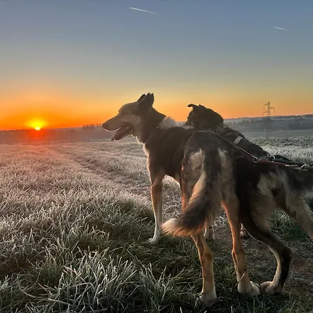 Nature&chiens De Traîneaux * Echire